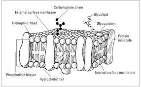 Maybe you would like to learn more about one of these? Topic 1 3 Membrane Structure Amazing World Of Science With Mr Green