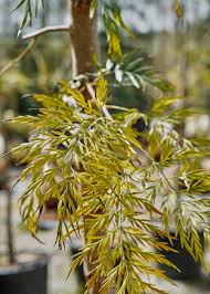 Image result for Grevillea robusta