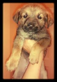 Zoey is a 14 year old shepherd mix that i rescued from a county shelter 8 years ago. German Shepherds German Shepherd Lab Mix Puppies For Sale In Suffolk Virginia Classified Americanlisted Com