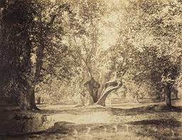Tree Forest Of Fontainebleau Albumen Silver Print From Wet Collodion Glass Negative By Gustave Le Gray C 1856 In Gustave Le Gray Old Oak Tree Tree Forest