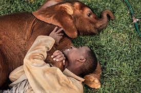 Sheldrick Wildlife Trust added... - Sheldrick Wildlife Trust