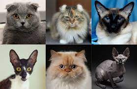 Different Type Of Cats Cats In Care Different Types Of Cats Types Of Cats Types Of Kittens