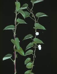 Image result for Ipomoea plebeia