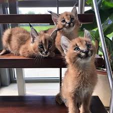 Though an adult, he acts like a cub. Caracat Cats For Sale California Street Ca 298902
