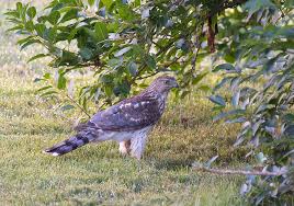 Chihuahuas and yorkshire terriers might be especially vulnerable to being carried away by hawks, due to their light average body weights. Got A Backyard Cooper S Hawk There Will Be Blood Intobirds