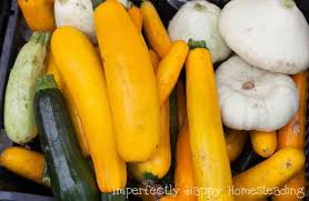 By growing zucchini vertically it will increase yields. Growing Summer Squash Everything You Need To Know
