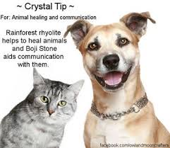 Madison, veterinarian, home, healthy pet, healthy pet vet clinic madison wi, healthy pet veterinary clinic. Pin By Gina D On Metaphysical Properties Of Gemstones Crystals Etc Cat Vs Dog Cat Care Animals