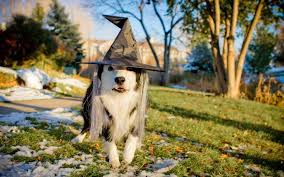 Therefore, you will need to choose a name depending. Halloween Dog Names Easy To Follow Guide Experts Advice