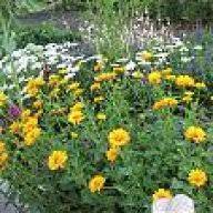 Wann pflanzen, verpflanzen, versetzen, umsetzen und umtopfen? Wann Stauden Umpflanzen Rudbecia Hausgarten Net