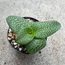 Image result for Ledebouria cordifolia