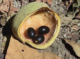 Image result for Sterculia subviolacea