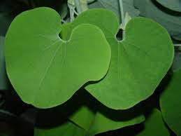 Image result for Aristolochia ringens