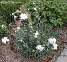 Maybe you would like to learn more about one of these? Plantfiles Pictures Cottage Pink Feathered Pink Garden Pink Grass Pink Mrs Sinkins Dianthus Plumarius By Saya