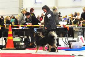 Lapinkoirat Wiima ja Tihku: Winter Dog Show, Turku