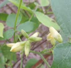 Image result for Rhynchosia divaricata