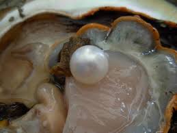 Oysters And Let A Couple Of Us Squeeze Out The Pearl Oysters June Birth Stone Pearls