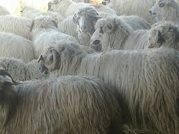 Cumpar vaci oi si miei din orice judet sau ofer la schimb balotiera rotunda. Vand 150 Oi Turcane De Hateg Alese Din Intreaga Turma Bucuresti