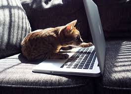 The 5 Best Cat Videos You Need To Watch For July Cattime Best Cat Gifs Cat Gif Cats