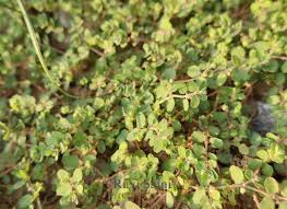 Image result for Euphorbia serpens