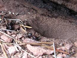 Der ameisenlöwe so kämpfen seine opfer ums überleben. Fallensteller Im Sand Der Ameisenlowe Save Ants And Nature