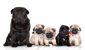 Der mops ist fertig ausgewachsen, sobald ein mops ist pflegeleicht und gibt sich auch mal mit weniger bewegung zufrieden. Mops Welpen Welpenknigge De