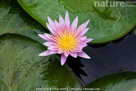 Image result for Nymphaea nouchali
