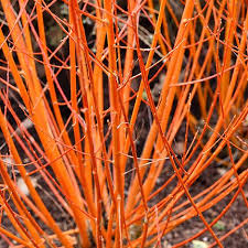 « see the general plant entry for dogwoods (cornus). Cornus Sanguinea Midwinter Fire Thompson Morgan