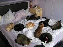 Bahar Binbir Adli Kullanicinin Kedi Odasi Panosundaki Pin Kedi Kopek Kedi Hayvanlar