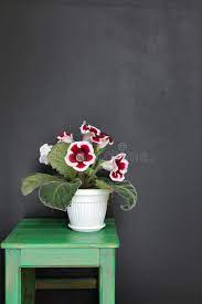 303 Gloxinia Flowers Photos Free Royalty Free Stock Photos From Dreamstime