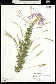 Image result for Cleome aculeata