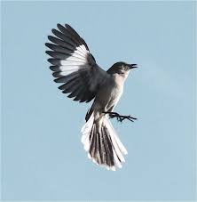 Bird That Sounds Like A Car Alarm Uk Pin De W R E N Em T O K I L L A M O C K I N G B I R D Flores Pretas Animais Flores