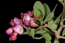 Image result for Securidaca longepedunculata