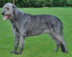 Irish Wolfhound Wikipedia