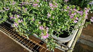 Image result for foto Vějířovka