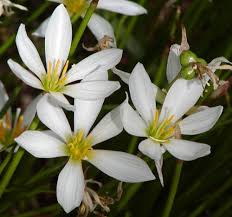 Image result for Zephyranthes candida