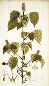 Image result for Acalypha psilostachya