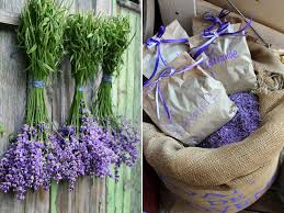 Lavendel Kreativ Gartenzauber Lavendel Lavendel Rezepte Lavendel Pflanzen