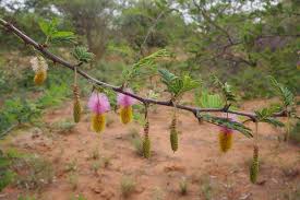 Image result for Dichrostachys