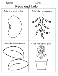 Read And Color Worksheet That Helps Students Practice Following Directions And Learn About The Life Cycle Plants Worksheets Plant Life Cycle Parts Of A Flower