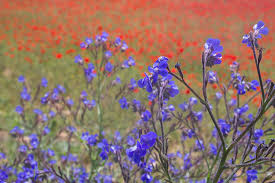 Image result for Anchusa