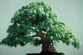 How To Take Care Of A Japanese Juniper Bonsai Bonsai Tree Care Juniper Bonsai Bonsai Plants