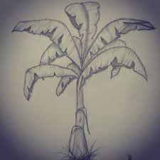 Plant Banana Tree Pencil Drawing Tree Drawings Pencil Tree Drawing Drawings