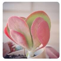 Image result for Stephania cyanantha