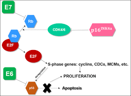 Once the diagnosis of cancer is made, biomarker testing can begin. Potential Diagnostic Techniques For Cervical Cancer Prevention Review