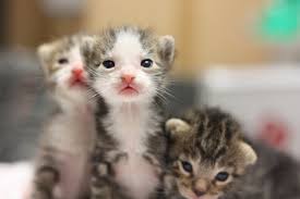 What should i do if i find a kitten outside? Atlanta Humane On Twitter It S Officially Kitten Season While You Re Outside Enjoying The Spring Weather You May Begin To Hear The Tiny Meows Of Newborn Kittens But The Right Thing Do Do