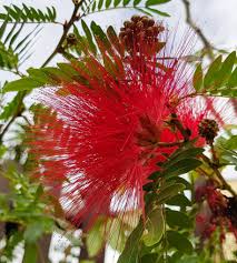 Blanket flowers grow best in full sun. 110 List Of Flower Names Ideas Flower Names Planting Flowers Flowers Name List