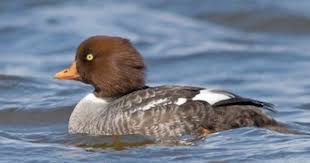 Identification Water Birds Of Colorado Common Goldeneye Black And White Bodies Photo Sea Birds