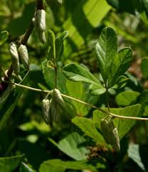 Image result for Dioscorea quartiniana