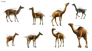 The babies grow inside their mothers until they are ready to be born. Early Camels Row 1 Poebrotherium Procamelus Aepycamelus Camelops Row 2 Protylopus Stenomylus Prehistoric Animals Extinct Animals Prehistoric Creatures