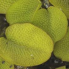 Image result for Salviniaceae